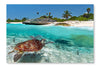 Caribbean Sea Scenery With Green Turtle 24x36 Wall Art Frame And Fabric Panel