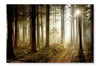 Forest Path At Sunset 28x42 Wall Art Frame And Fabric Panel