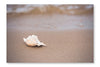 Seashell On Sandy Beach 16x24 Wall Art Frame And Fabric Panel