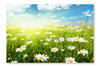 Field Of Daisy Flowers 16x24 Wall Art Frame And Fabric Panel