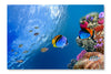Threadfin Butterflyfish 16x24 Wall Art Frame And Fabric Panel