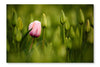 Pink Tulip Blooming 28x42 Wall Art Frame And Fabric Panel