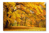 Autumn/Gold Trees In A Park 24x36 Wall Art Frame And Fabric Panel