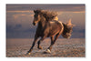 Running Horse On Sunset Sandy Beach 28x42 Wall Art Frame And Fabric Panel