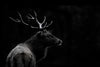 \"The Deer Soul\" Giant Art 72x48 Wall Art