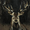 \"Young Buck\" Giant Art 72x72 Wall Art