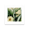 \"Cropped Turpin Tropicals Iii\" Matted and Framed White 36x36 Wall Art