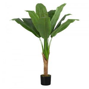Banana Tree 43