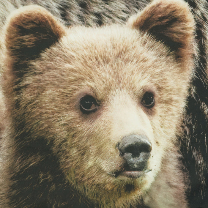 Habitat Bears Light Filtering Pole Top Curtain Panel Pair - 37 x 84