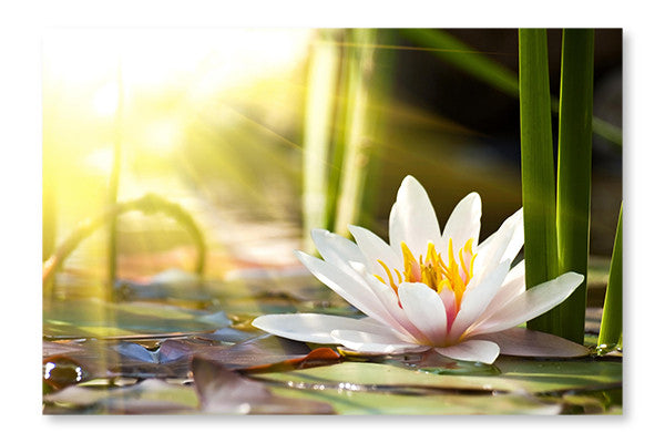 Water Lily 2 28x42 Wall Art Frame And Fabric Panel