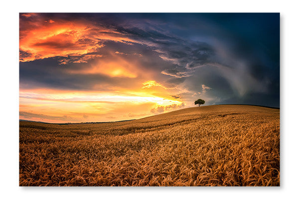Lonely Tree In Sea Of Wheat 28x42 Wall Art Frame And Fabric Panel