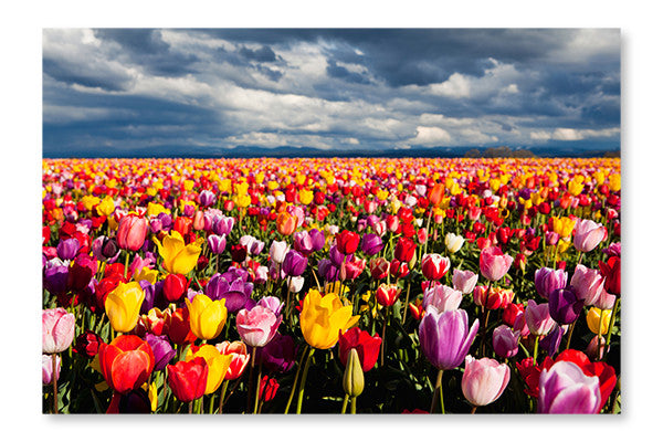 Field Of Tulips 28x42 Wall Art Frame And Fabric Panel