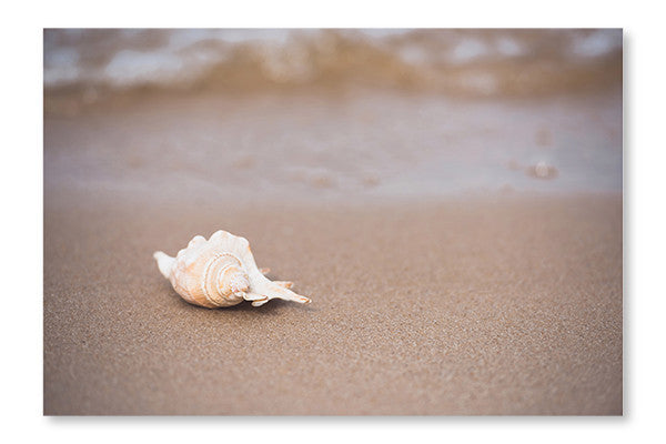 Seashell On Sandy Beach 28x42 Wall Art Frame And Fabric Panel