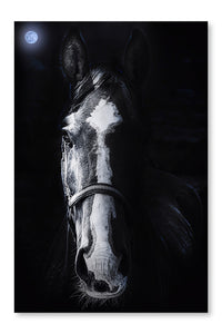 Horse Staring 24x36 Wall Art Frame And Fabric Panel