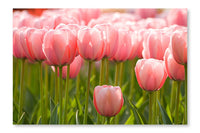 A Field Of Pink Tulips 24x36 Wall Art Frame And Fabric Panel