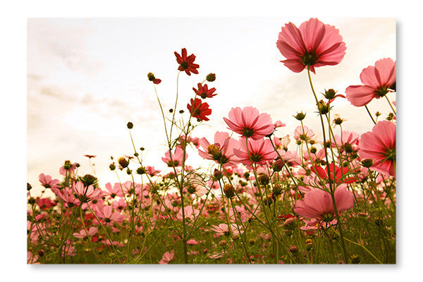 Cosmos Flowers In Sunset 16x24 Wall Art Frame And Fabric Panel