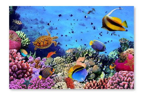 Photo Of A Coral Colony On A Reef, Egypt 16x24 Wall Art Frame And Fabric Panel