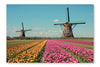 Fantastic Landscape With Windmills And Tulip Field 16x24 Wall Art Frame And Fabric Panel