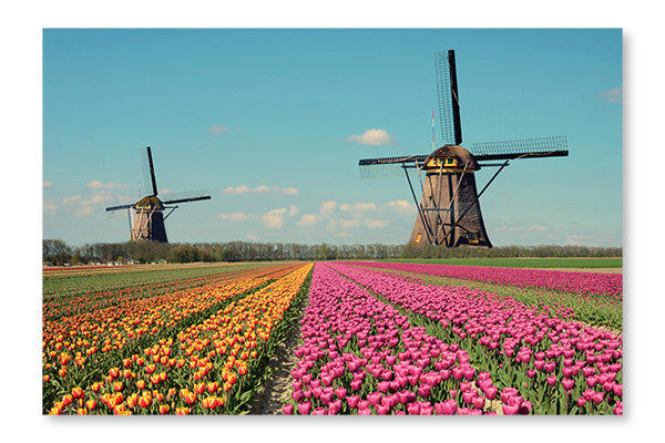 Fantastic Landscape With Windmills And Tulip Field 16x24 Wall Art Frame And Fabric Panel
