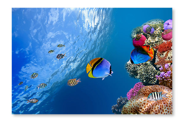 Threadfin Butterflyfish 24x36 Wall Art Frame And Fabric Panel