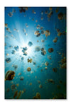 Endemic Golden Jellyfish 16x24 Wall Art Frame And Fabric Panel