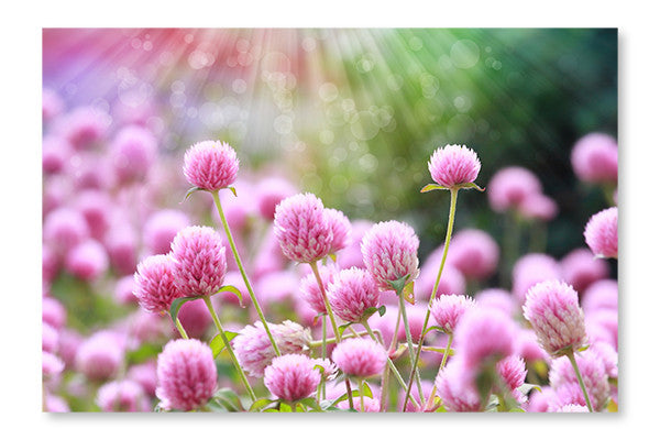 Flower 24x36 Wall Art Frame And Fabric Panel