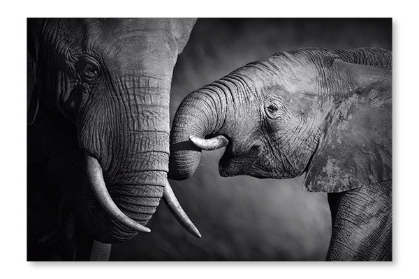 Elephant Affection 28x42 Wall Art Frame And Fabric Panel