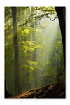 Autumn Forest In The Mist 16x24 Wall Art Frame And Fabric Panel