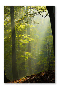 Autumn Forest In The Mist 16x24 Wall Art Frame And Fabric Panel