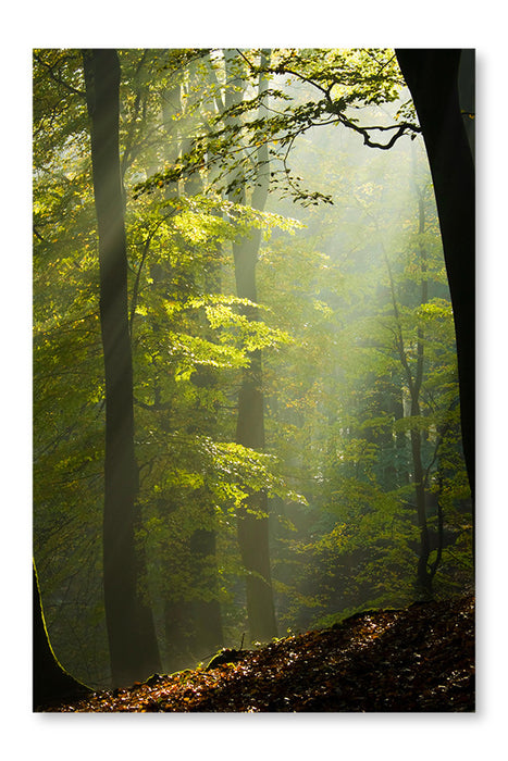 Autumn Forest In The Mist 16x24 Wall Art Frame And Fabric Panel