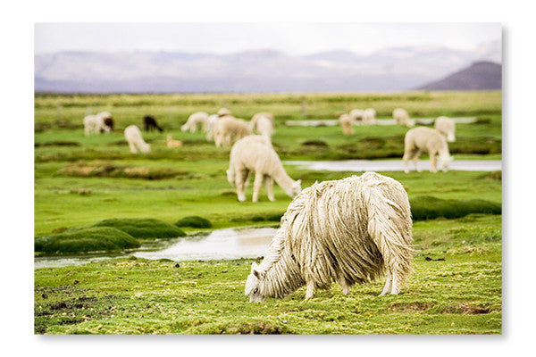 Alpacas, Peru 24x36 Wall Art Frame And Fabric Panel