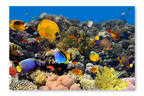 Coral And Fish 24x36 Wall Art Frame And Fabric Panel