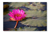 Lotus Flowers In Pond 24x36 Wall Art Frame And Fabric Panel