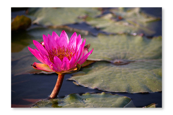 Lotus Flowers In Pond 24x36 Wall Art Frame And Fabric Panel