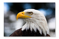 Eagle Close-up 24x36 Wall Art Frame And Fabric Panel