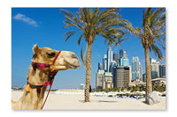 Camel At The Urban Building Background Of Dubai 24x36 Wall Art Frame And Fabric Panel