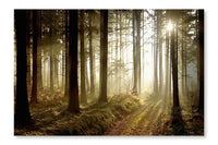 Forest Path At Sunset 28x42 Wall Art Frame And Fabric Panel