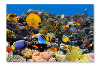 Coral And Fish 28x42 Wall Art Frame And Fabric Panel
