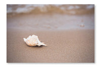Seashell On Sandy Beach 16x24 Wall Art Frame And Fabric Panel