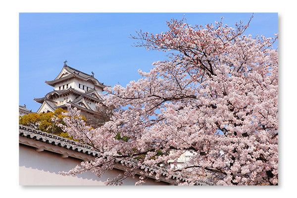 Pink Cherry Blossoms Flower With Japan Castle 24x36 Wall Art Frame And Fabric Panel