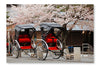 Japan Ricksha With Cherry Blossoms Tree 28x42 Wall Art Frame And Fabric Panel
