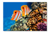Coral Reef And Copperband Butterflyfish 24x36 Wall Art Frame And Fabric Panel