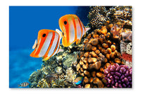 Coral Reef And Copperband Butterflyfish 24x36 Wall Art Frame And Fabric Panel