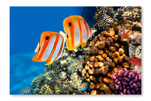 Coral Reef And Copperband Butterflyfish 24x36 Wall Art Frame And Fabric Panel