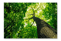 Forest 28x42 Wall Art Frame And Fabric Panel