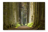 Nature Pathway 16x24 Wall Art Frame And Fabric Panel