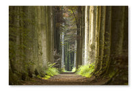 Nature Pathway 16x24 Wall Art Frame And Fabric Panel