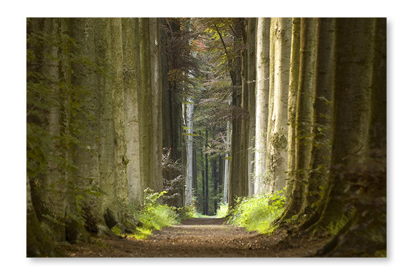 Nature Pathway 16x24 Wall Art Frame And Fabric Panel