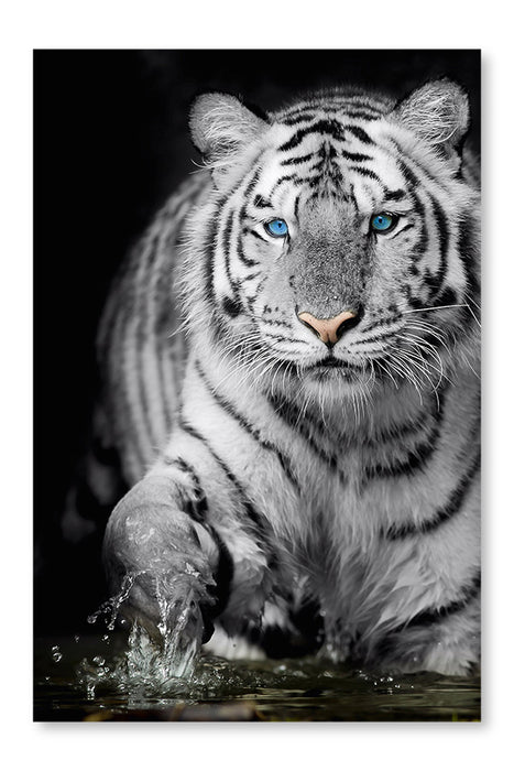 Black And White Tiger 16x24 Wall Art Frame And Fabric Panel