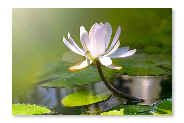 Water Lily Flower 28x42 Wall Art Frame And Fabric Panel